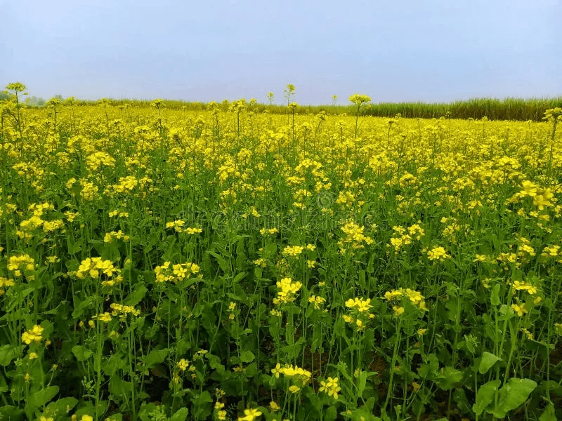 Mustard field